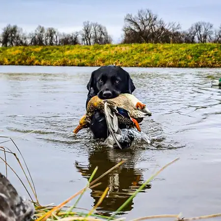 Fasanjakt Norrbotten Brittisk fågeljakt