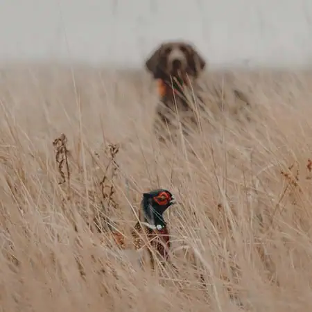 Fasanjakt Norrbotten Brittisk fågeljakt